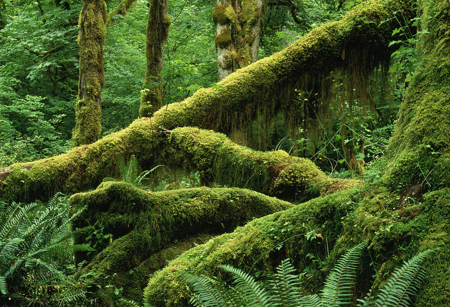 Hall Of Mosses Hoh Rainforest Photograph by Nhpa | Fine Art America