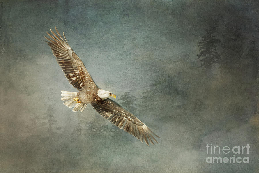 hallelujah by Beve Brown-Clark Photography hallelujah by Beve Brown-Clark Photography