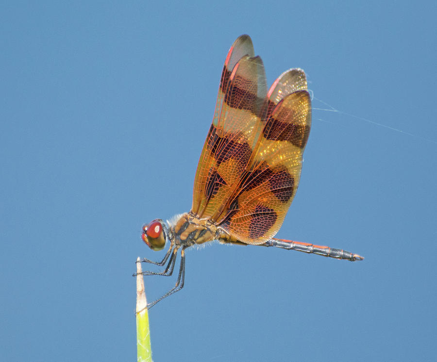 Halloween Pennant Dragonfly Photograph by John Serrao