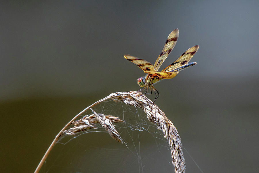 Halloween Pennant Dragonfly Photograph by Robert J Wagner