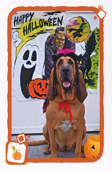 Halloween Photograph by Val Oconnor