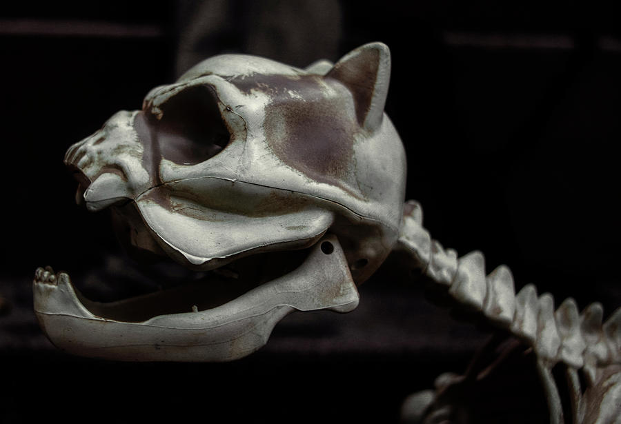 Haloween Decoration - Dog Skeleton Photograph by Robert Ullmann