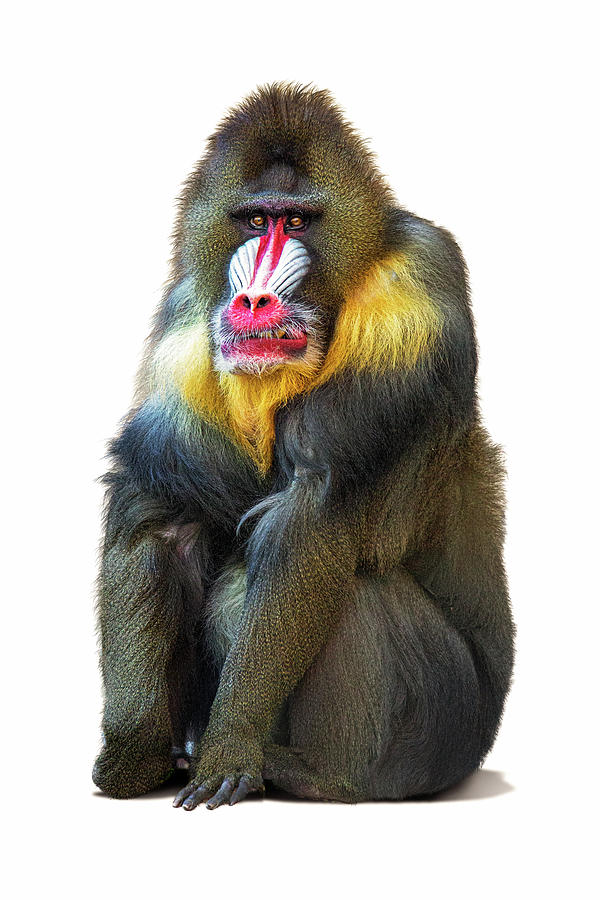 Mandrill Baboon Named Spock Photograph by Good Focused