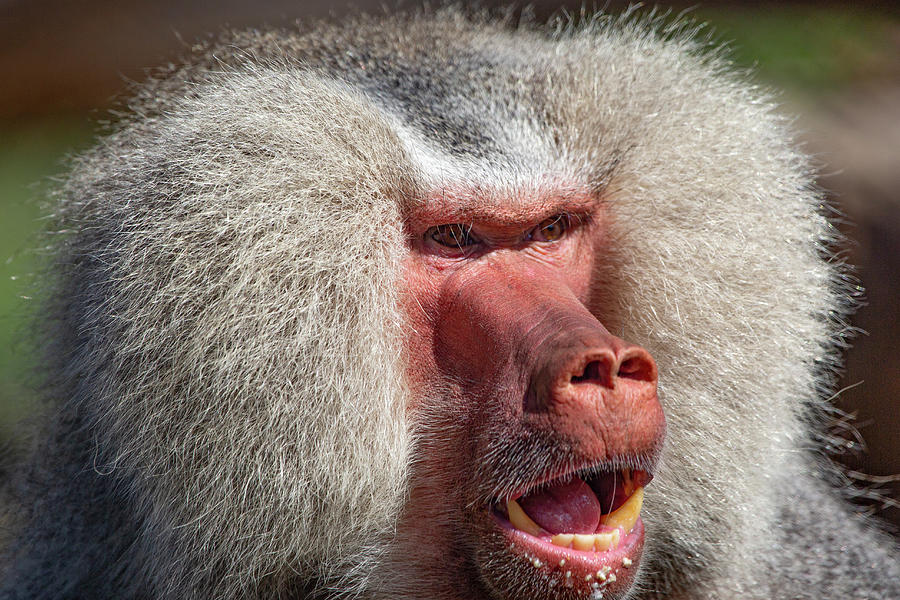 Hamadryas Baboon Photograph by Bj S