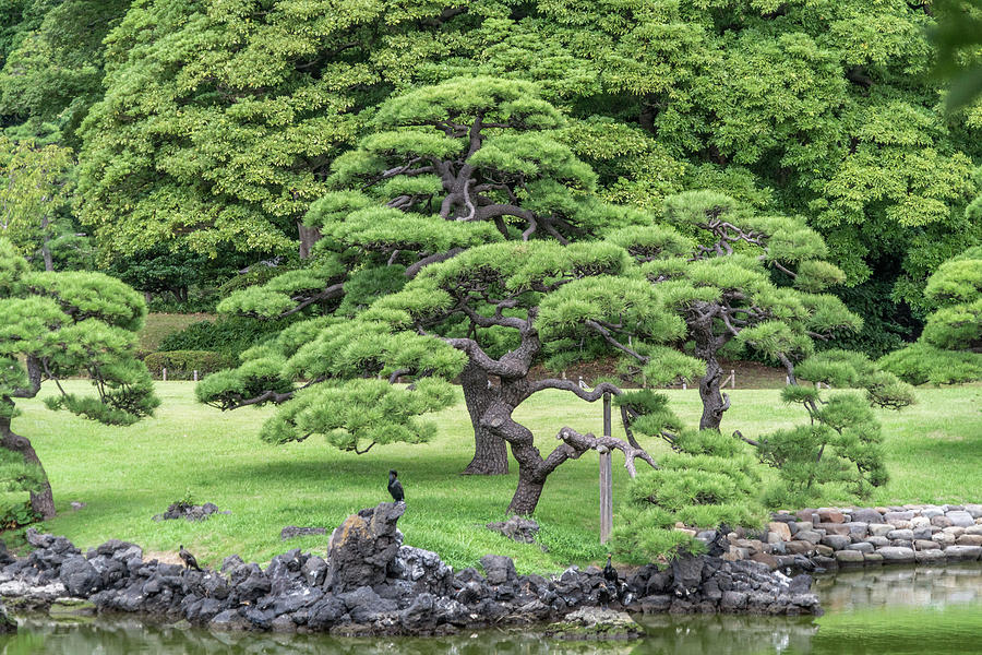 Hamarikyu Gardens in Tokyo, Japan Photograph by Manuel Ascanio - Fine ...