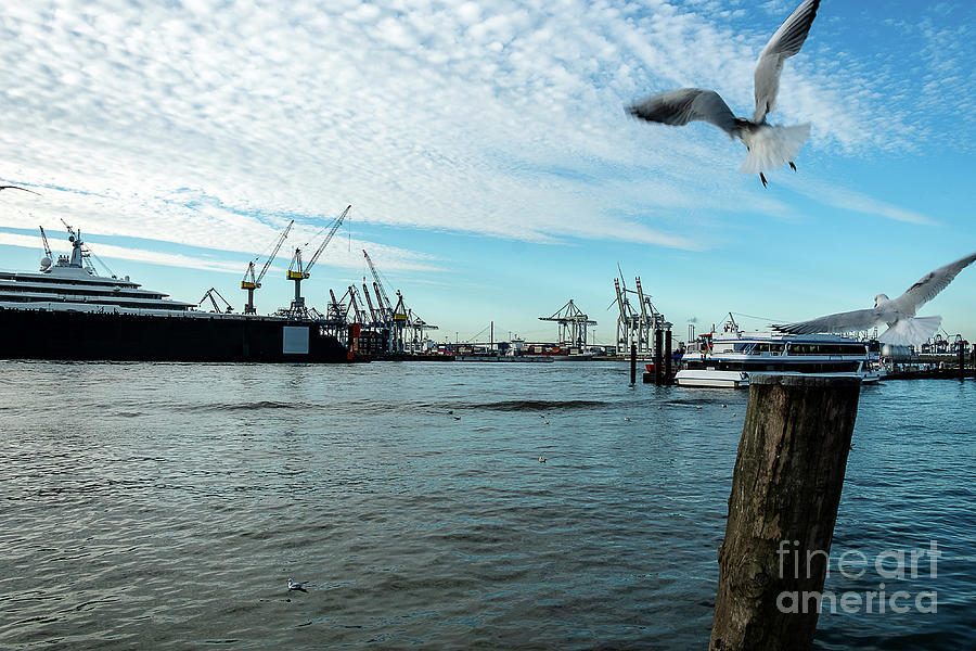 Hamburg harbour and seagulls Photograph by Marina Usmanskaya