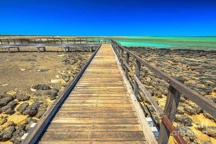 Hamelin Pool Path Photograph by Benny Marty