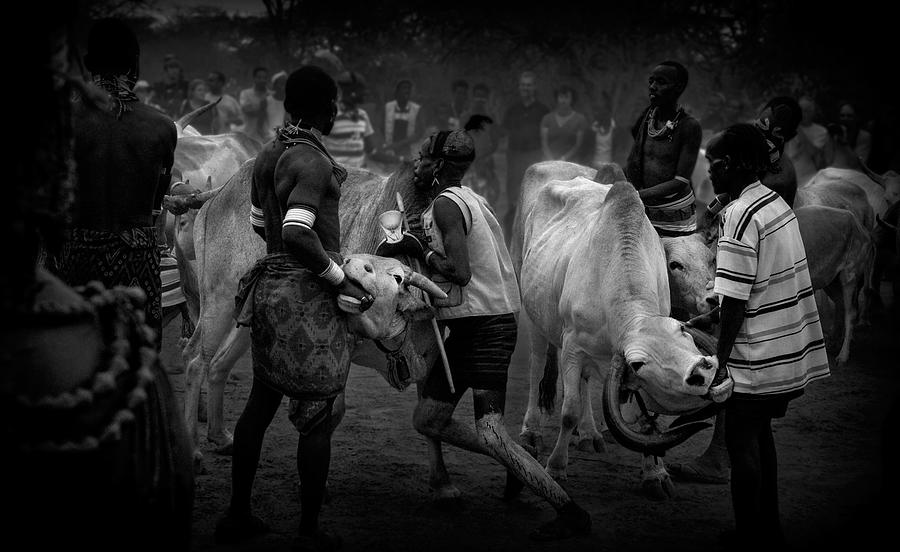 Animal Photograph - Hamer Bull Jumping Ceremony (ethiopia). by Joxe Inazio Kuesta Garmendia