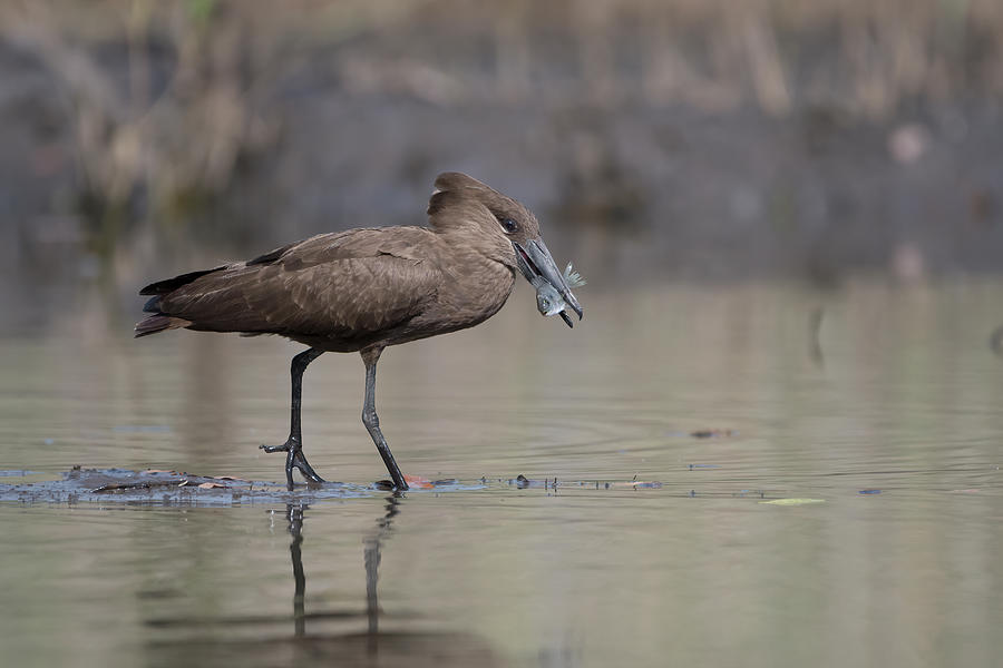 Hamerkop Wading In Shallow Water With Fish Prey In Beak Photograph by ...