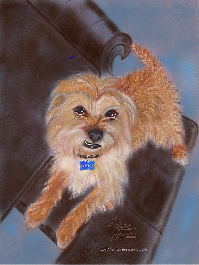 Dog Digital Art - Hamish by Dalila Jasmin Dog Digital Art - Hamish by Dalila Jasmin