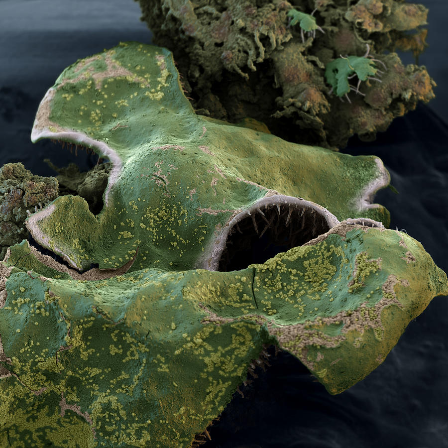 Hammered Shield Lichen Photograph by Meckes/ottawa