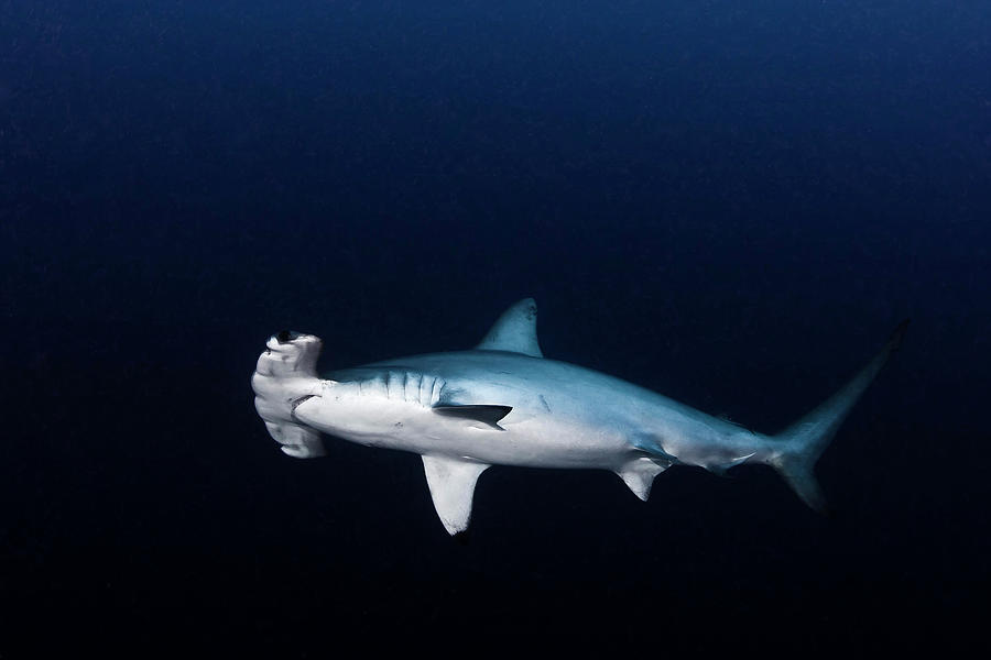Hammerhead Shark Photograph by Kadu Pinheiro