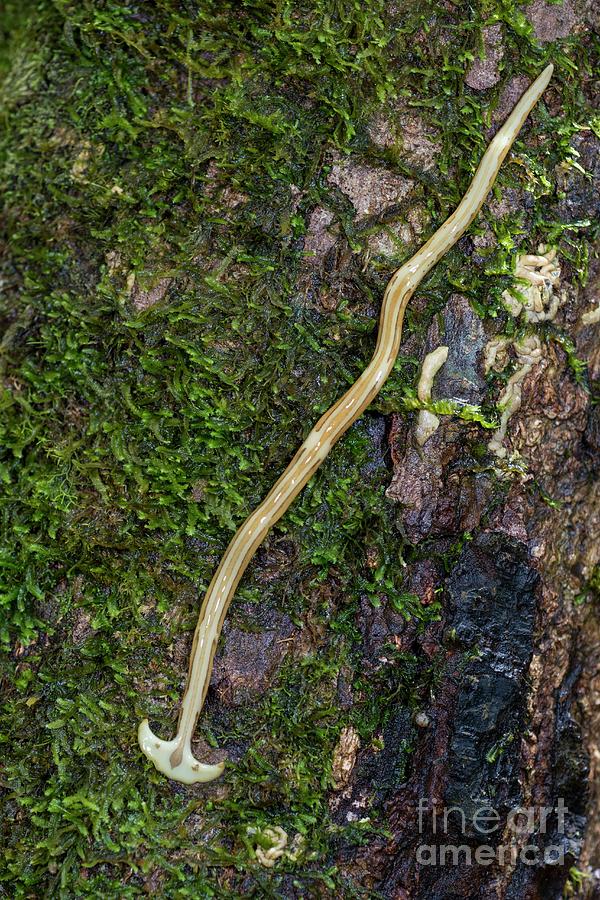 Hammerhead Worm Photograph by Scubazoo/science Photo Library Pixels