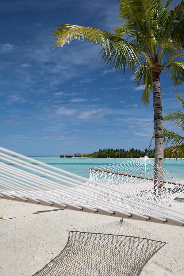 Hammock Tied To A Palm Tree In Veligandu Island Resort, Maldives ...