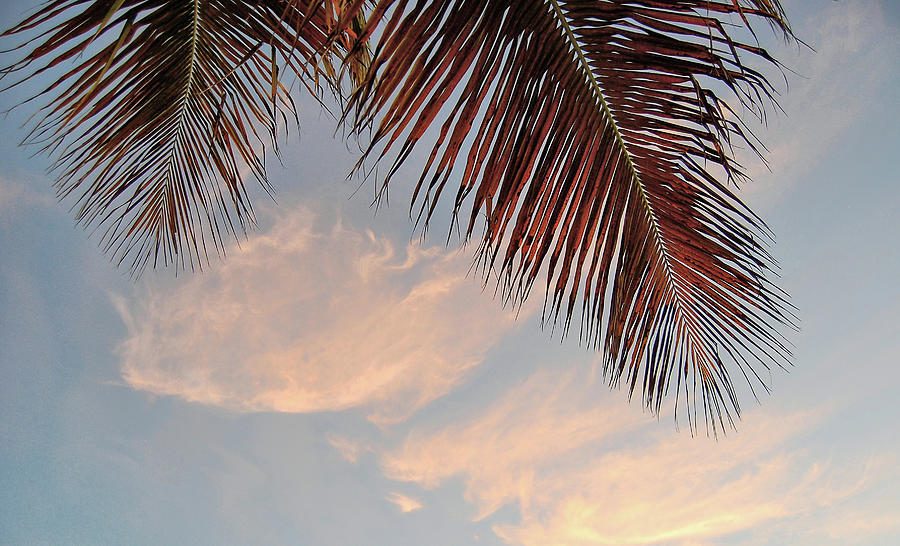 Hammock View Photograph by JAMART Photography