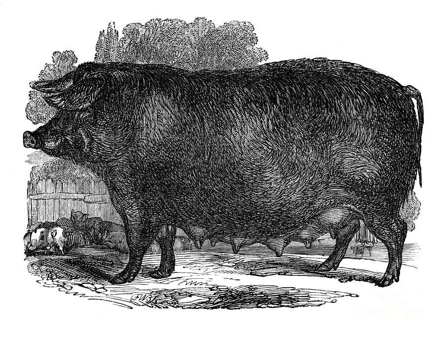 Hampshire Sow, 1848 Drawing by Print Collector
