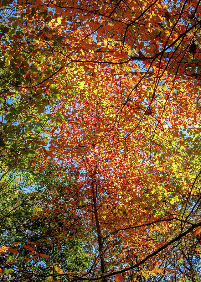 Hamptons Autumn #6 Photograph by Alesia Kaye Stein - Pixels