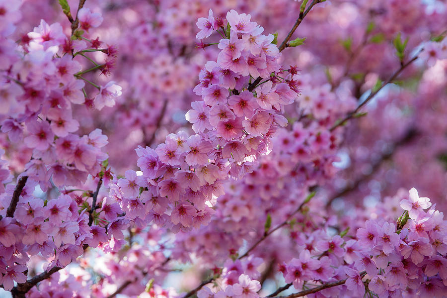 Hanami - Sakura Blooming 5 Photograph by Alex Mironyuk - Fine Art America