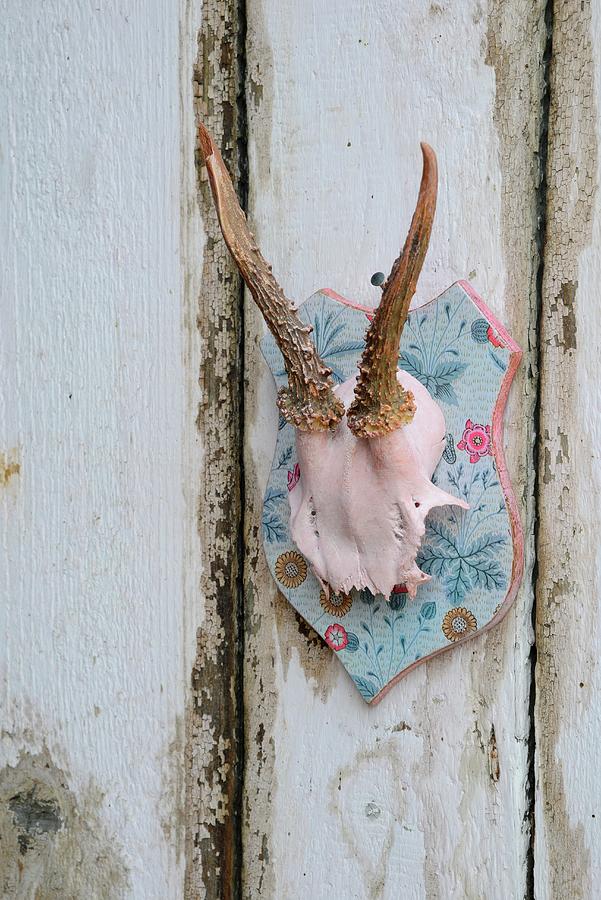 Hand-decorated Deer Antlers On Pale Blue Wooden Plaque On Shabby-chic Board Wall Photograph by Revier 51