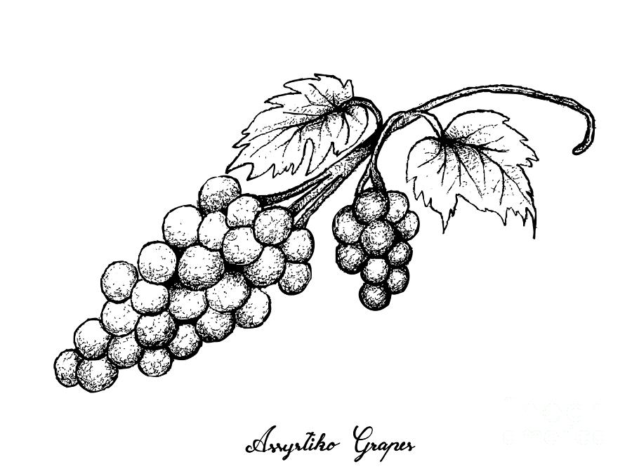 Grapes with Leaves Sketch Engraving Vector, Vectors | GraphicRiver