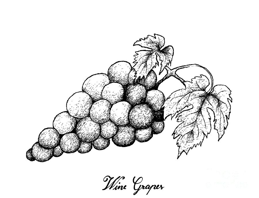 Drawing Of Family png download - 640*637 - Free Transparent Common Grape  Vine png Download. - CleanPNG / KissPNG