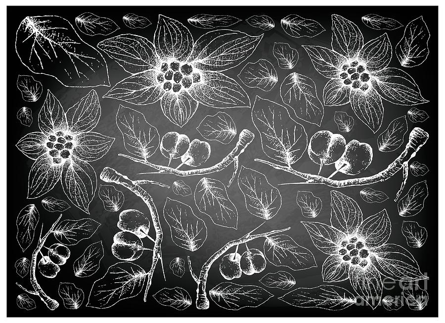Hand Drawn Acerola Cherries and Bunchberries on Chalkboard Drawing by