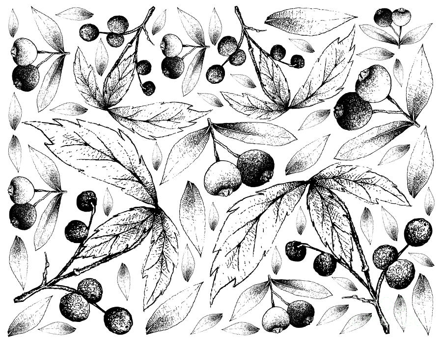 Hand Drawn Background Of Allophylus Edulis And Brush Cherries Drawing