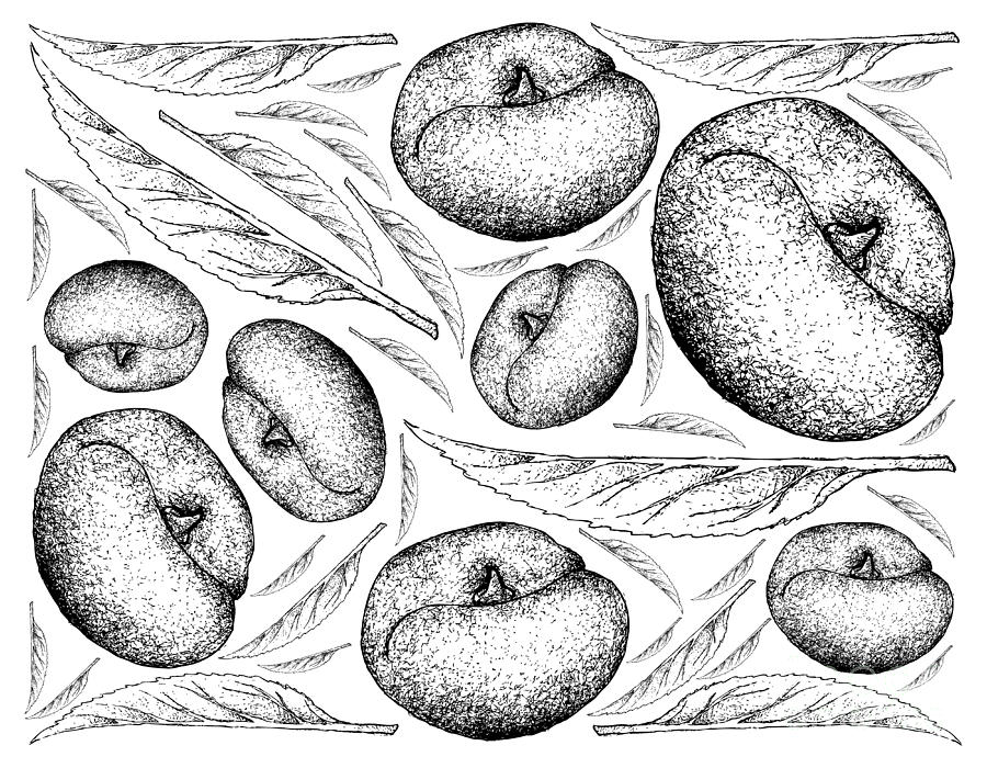 Hand Drawn Background of Angel Peach Fruits Drawing by Iam Nee | Fine ...