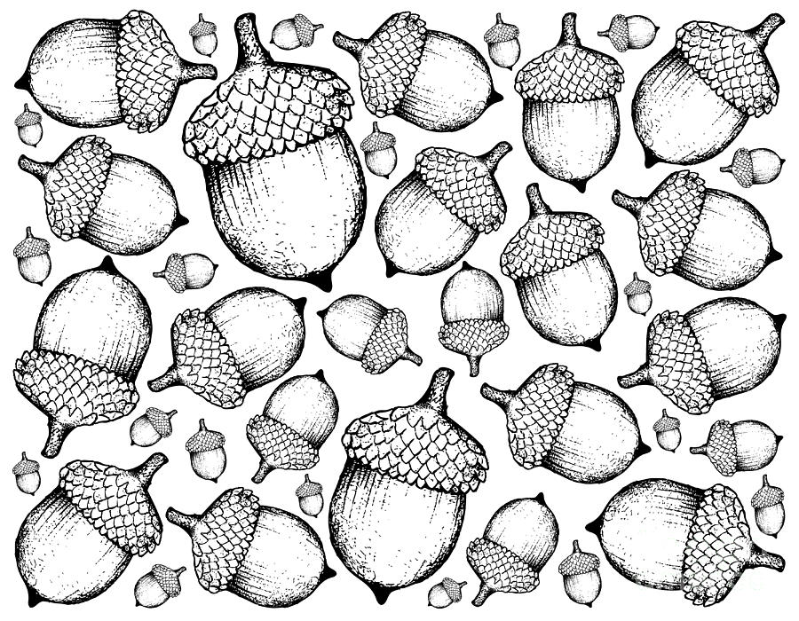 Hand Drawn Background of Autumn Acorns or Oak Nuts Drawing by Iam Nee