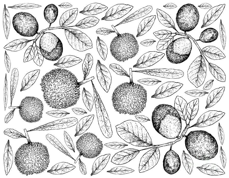 Hand Drawn Background Of Bayberry And Cocoplum Fruits Drawing