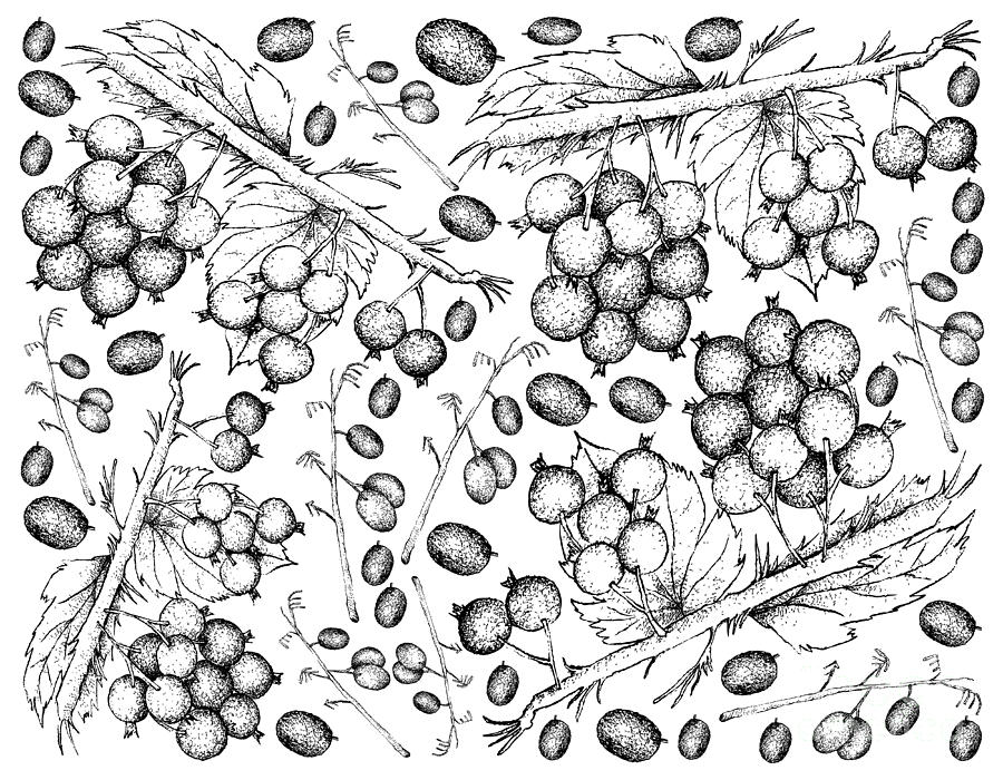 Hand Drawn Background of Blueberry Flax Lily and Blackcurrants Drawing by  Iam Nee - Fine Art America