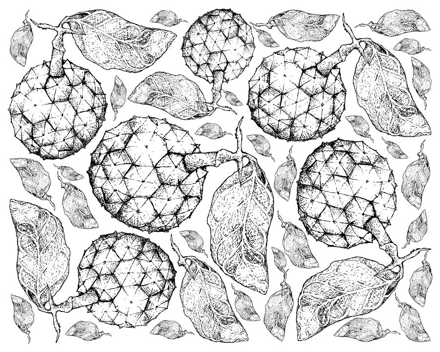 Apple Drawing - Hand Drawn Background of Duguetia Furfuracea Fruits by Iam Nee