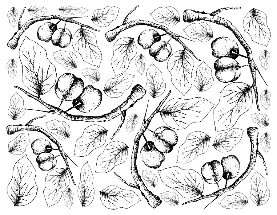Fruit Drawing - Hand Drawn Background of Fresh Acerola Cherries  by Iam Nee