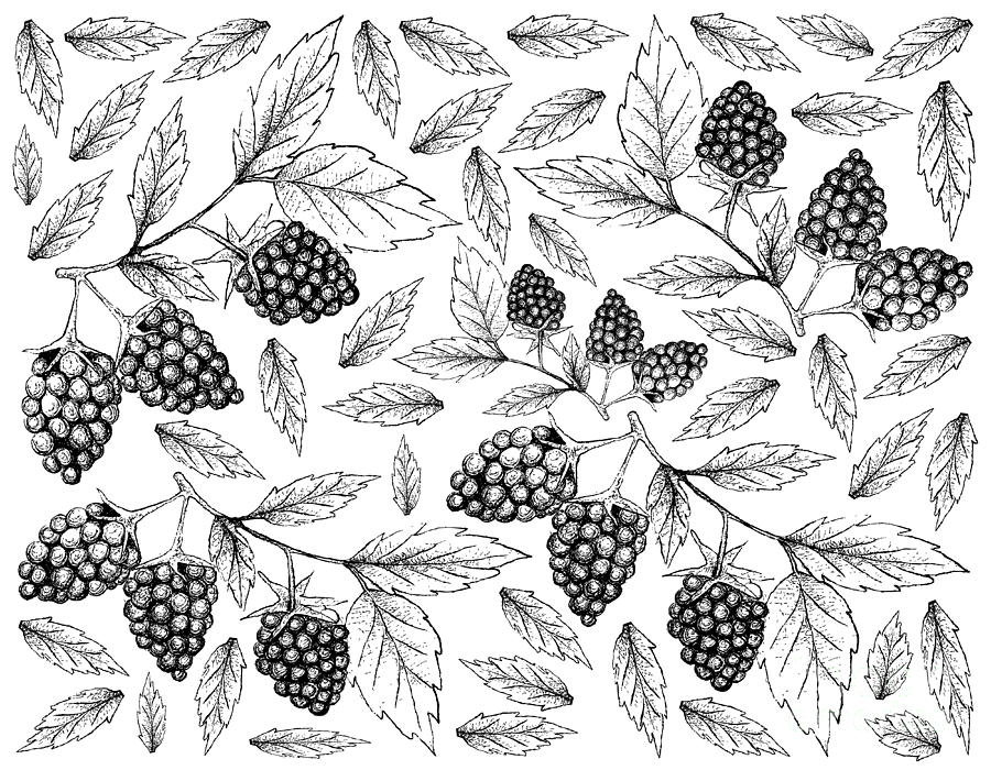 blackberry fruit drawing