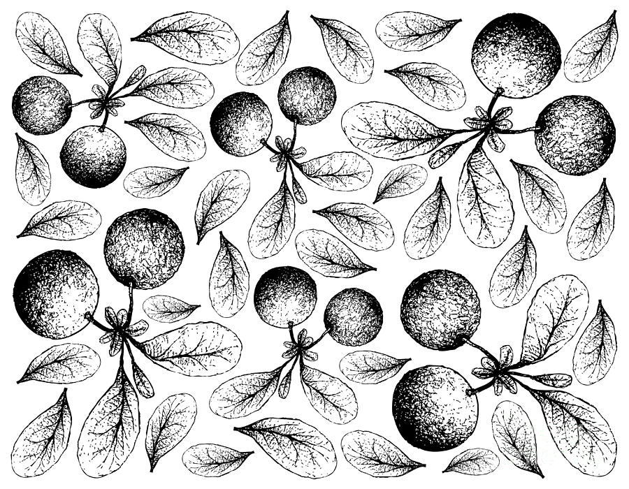 Hand Drawn Background of Fresh Bog Bilberries Drawing by Iam Nee - Fine ...