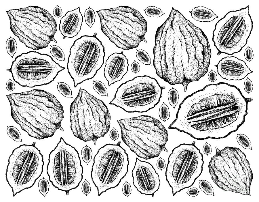 Hand Drawn Background of Fresh Etrog Fruit Drawing by Iam Nee Fine