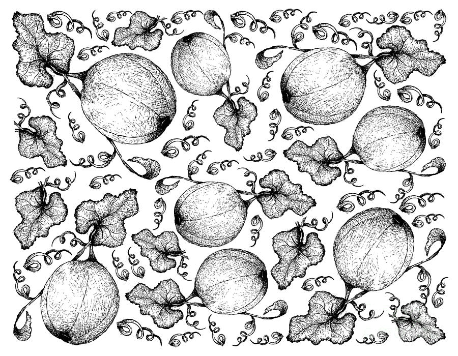 Hand Drawn Background of Honeydew Melon Fruits Drawing by Iam Nee