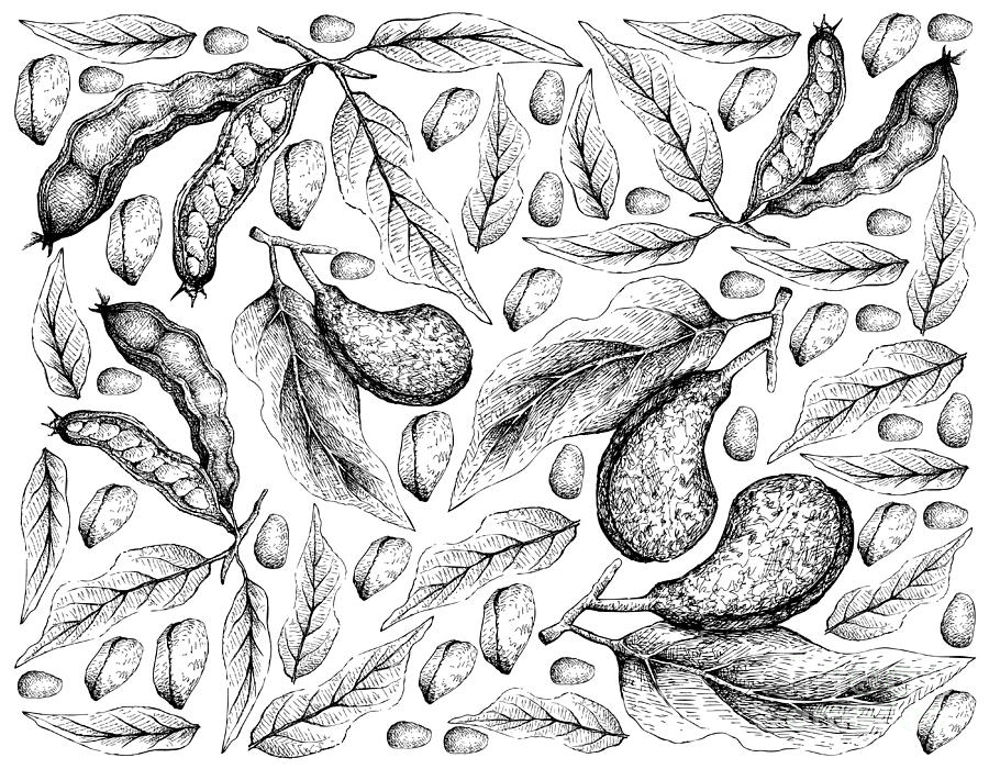 Hand Drawn Background Of Kola Nut And Ice Cream Beans Drawing
