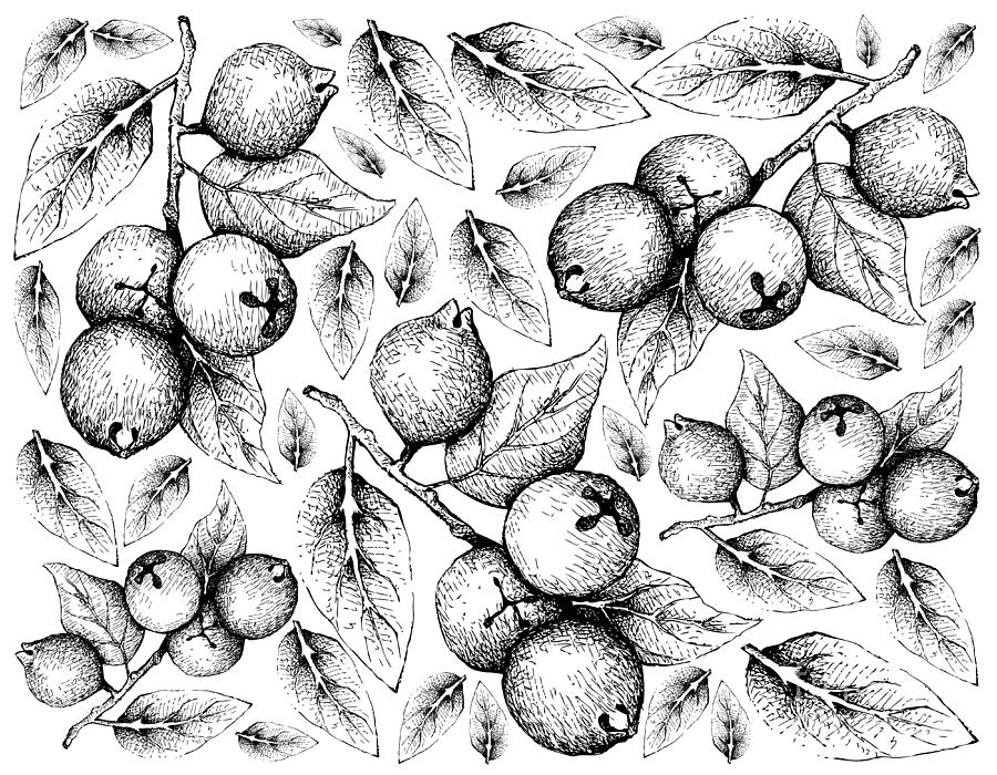 Guava Drawing - Hand Drawn Background of Lemon Guava Fruits by Iam Nee.