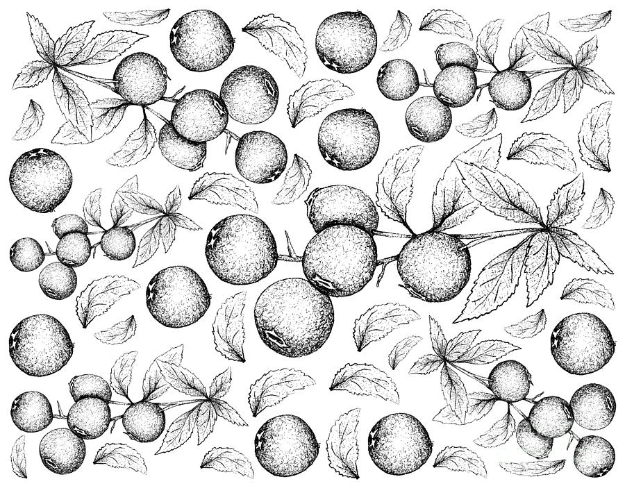 Hand Drawn Background of Ripe Bilberry Fruits Drawing by Iam Nee - Fine ...