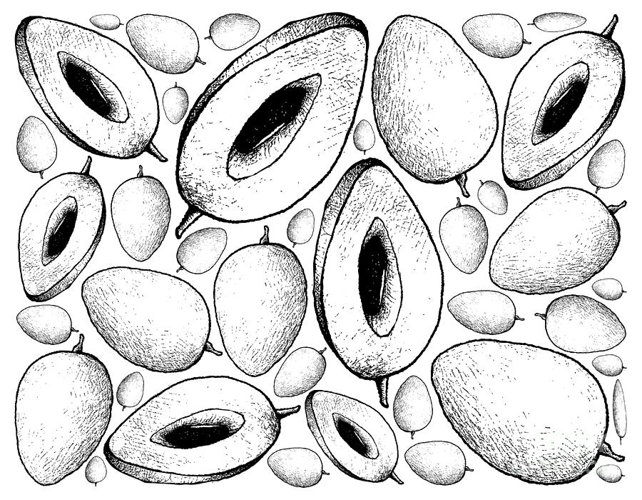 sapodilla fruit drawing