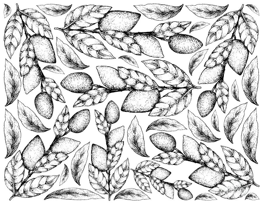 Hand Drawn Background Of Wampee Or Clausena Lansium Fruits Drawing