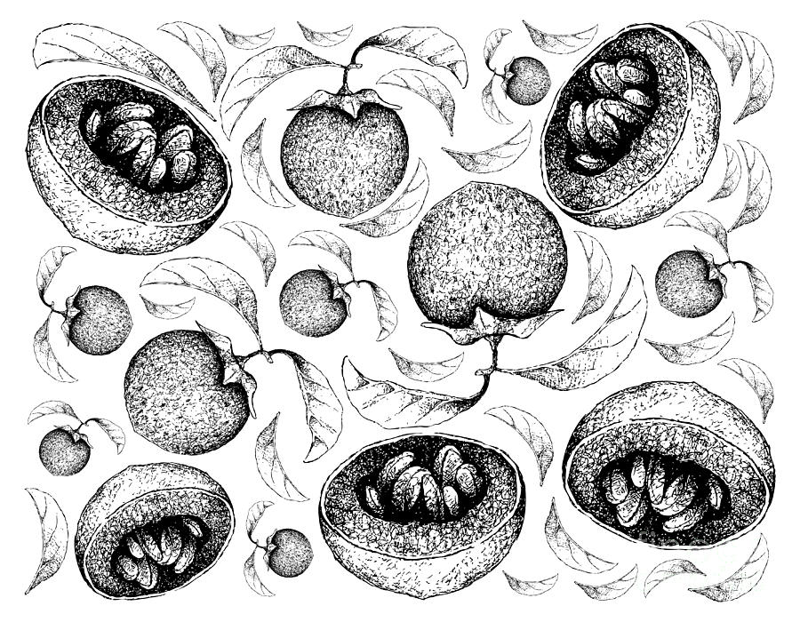 Hand Drawn Backgroundof Australian Black Sapote Fruits Drawing by Iam Nee