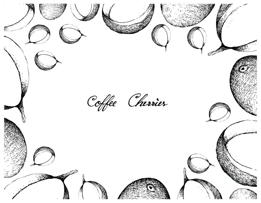 Hand Drawn Frame Of Coffee Berries With Coffee Beans Drawing