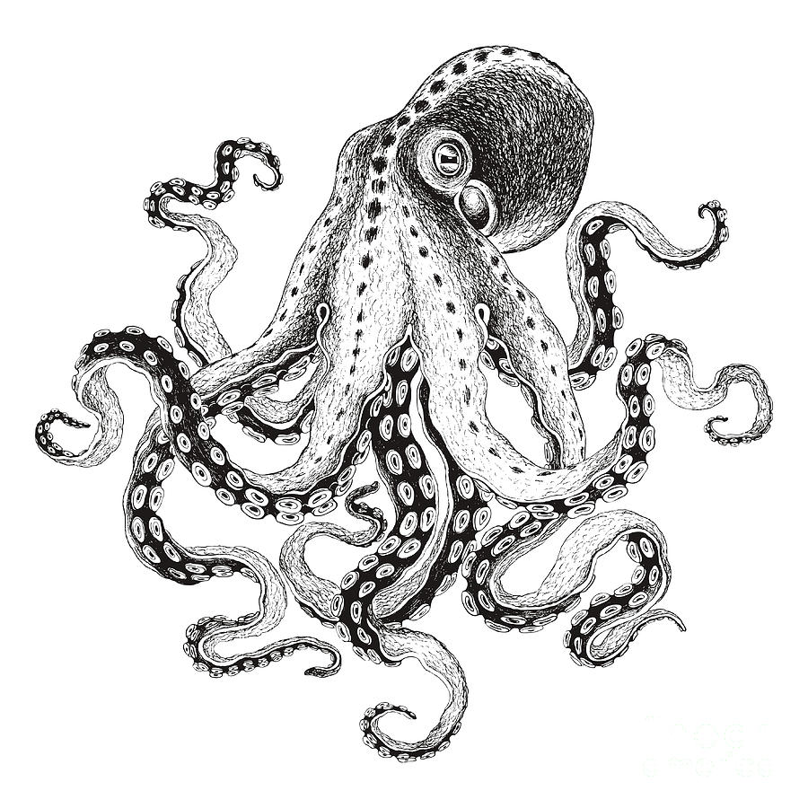 Octopus Digital Art - Hand-drawn Illustration Octopus Vector by Nikiparonak