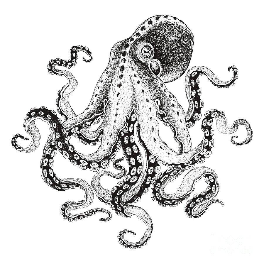 Octopus Vector Drawing