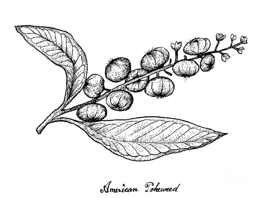 Hand Drawn Of American Pokeweed On White Background Drawing