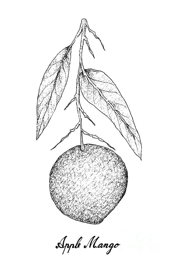 Fruits simple sketch | Sketchbook art inspiration, Fruit sketch, Art  drawings