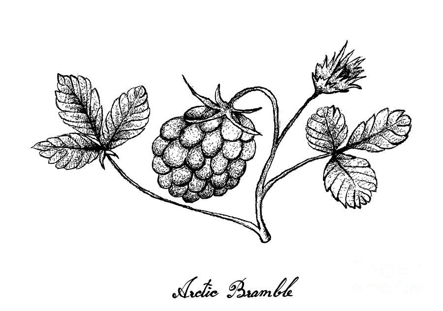 Hand Drawn Of Arctic Bramble Berries On White Background Drawing