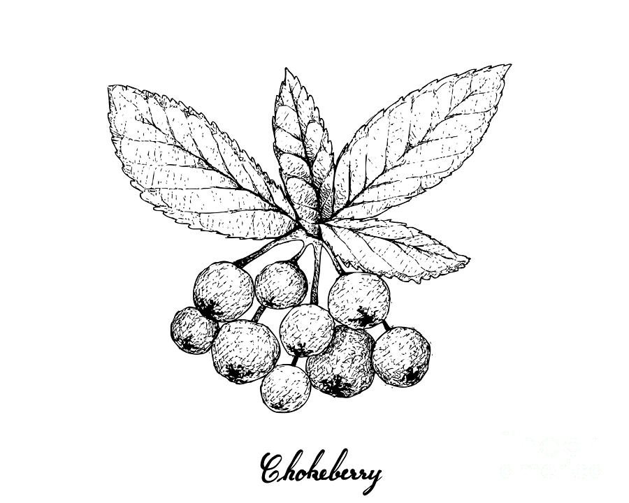 Hand Drawn Of Aronia Or Chokecherries Drawing By Iam Nee Fine Art America 